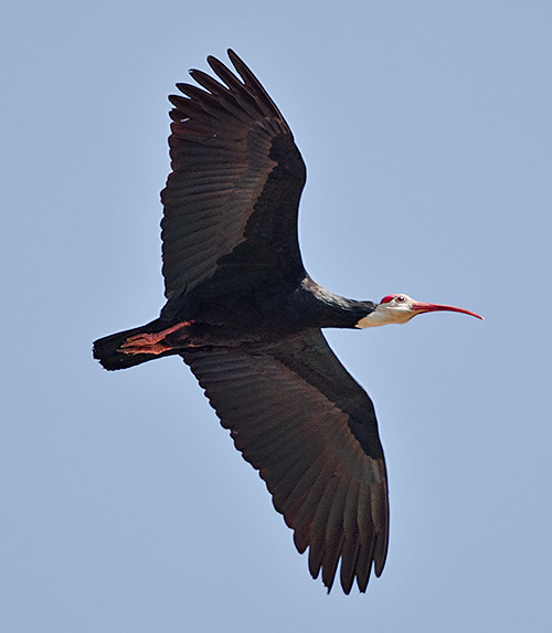 Bald Ibis in flight